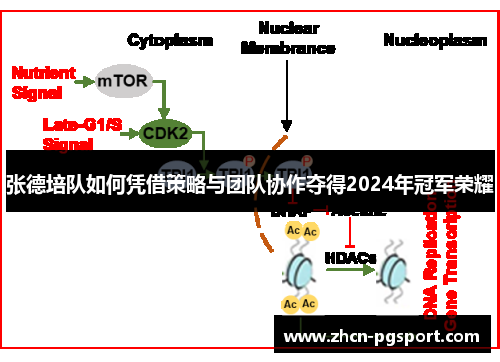 张德培队如何凭借策略与团队协作夺得2024年冠军荣耀